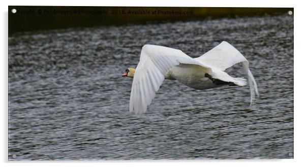 Mute swan in flight Acrylic by Derrick Fox Lomax