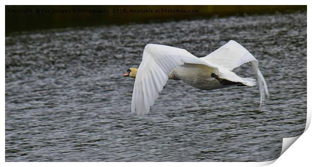 Mute swan in flight Print by Derrick Fox Lomax