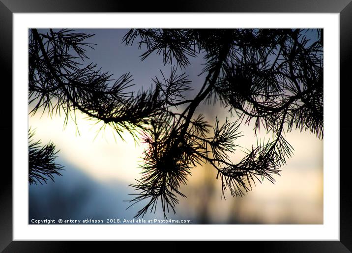 An Evenings Walk Framed Mounted Print by Antony Atkinson