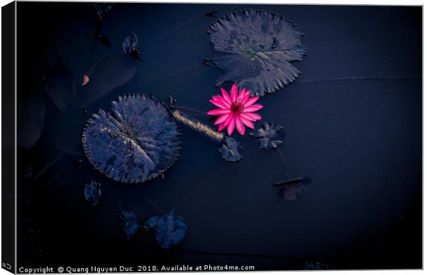 Beautiful Pink Water-Lily in Pond, Isolated Color Canvas Print by Quang Nguyen Duc