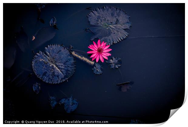 Beautiful Pink Water-Lily in Pond, Isolated Color Print by Quang Nguyen Duc