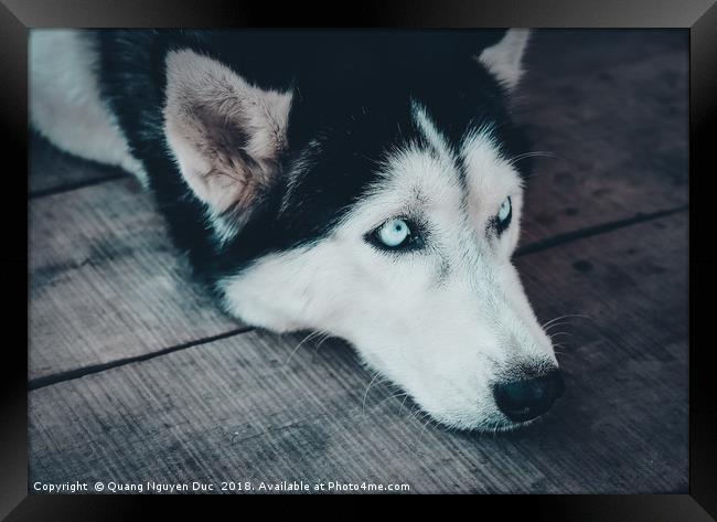 Closeup Portrait of Husky Dog Framed Print by Quang Nguyen Duc