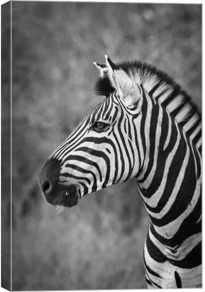 Striped stallion Canvas Print by Villiers Steyn