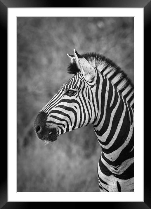 Striped stallion Framed Mounted Print by Villiers Steyn