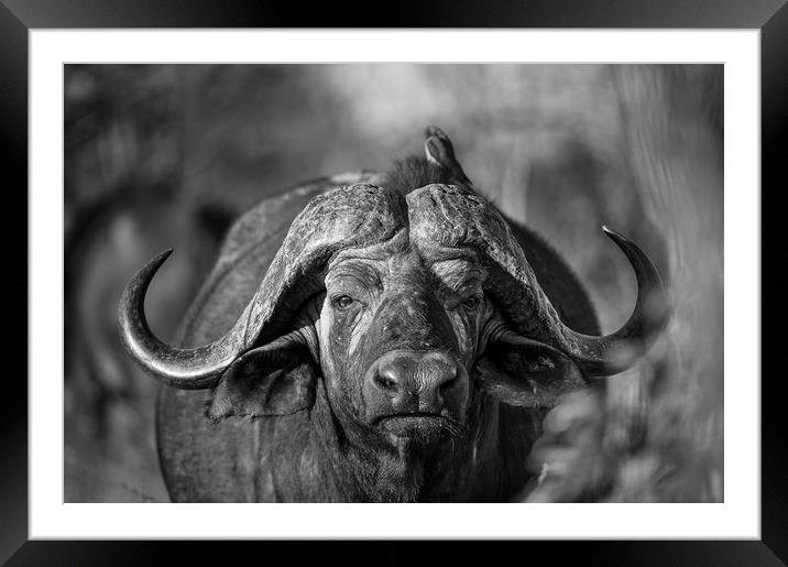 Buffalo stare Framed Mounted Print by Villiers Steyn