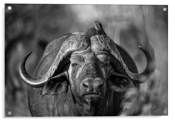 Buffalo stare Acrylic by Villiers Steyn
