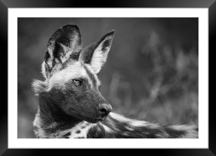 Painted wolf Framed Mounted Print by Villiers Steyn