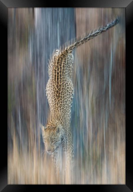 Liquid leopard Framed Print by Villiers Steyn