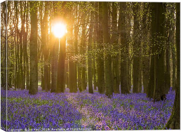 Sunshine in the Bluebell Wood Canvas Print by Jim Key