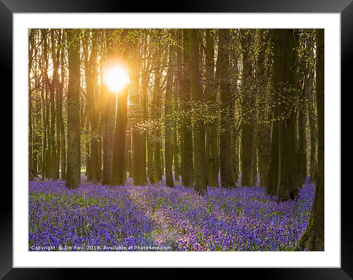 Sunshine in the Bluebell Wood Framed Mounted Print by Jim Key