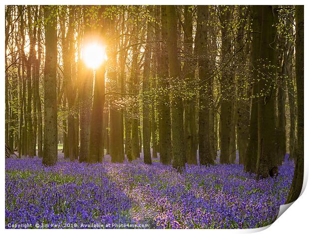 Sunshine in the Bluebell Wood Print by Jim Key
