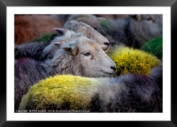 Lake District Herdwick's Framed Mounted Print by Phil Buckle