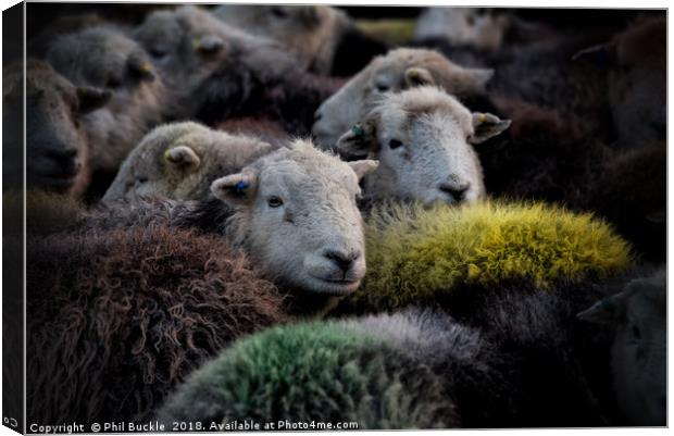 Lake District Herdwick Sheep Canvas Print by Phil Buckle