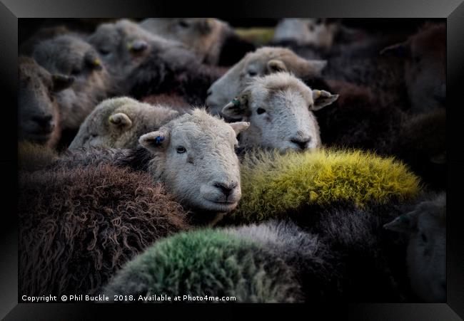 Lake District Herdwick Sheep Framed Print by Phil Buckle