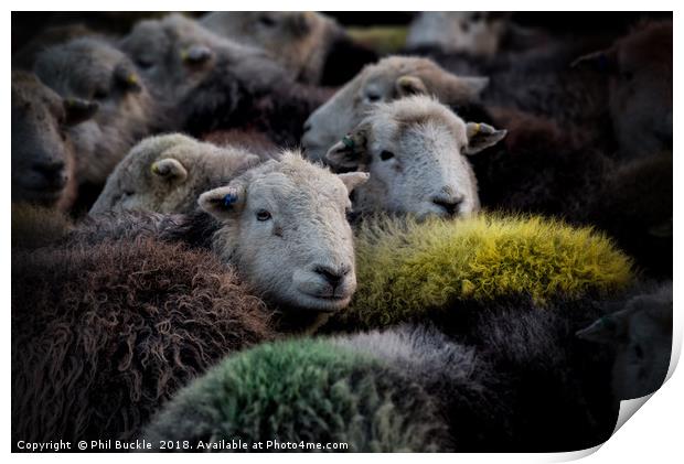 Lake District Herdwick Sheep Print by Phil Buckle