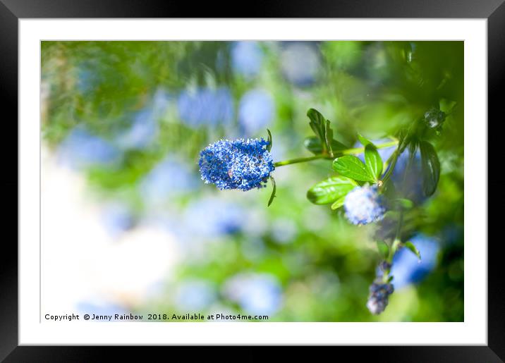 Blue Blossom of Ceanothus Concha in Spring Framed Mounted Print by Jenny Rainbow