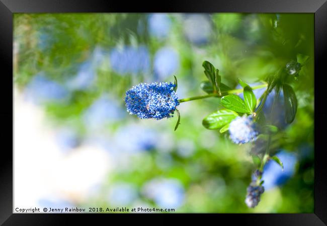 Blue Blossom of Ceanothus Concha in Spring Framed Print by Jenny Rainbow