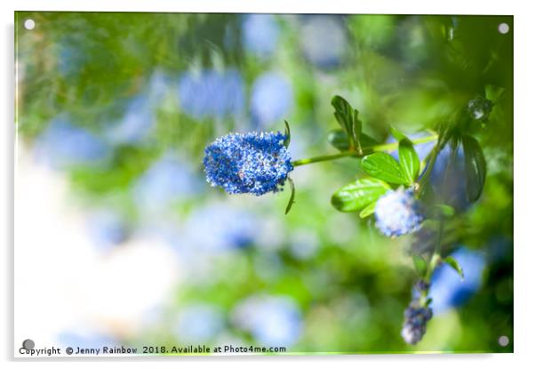 Blue Blossom of Ceanothus Concha in Spring Acrylic by Jenny Rainbow