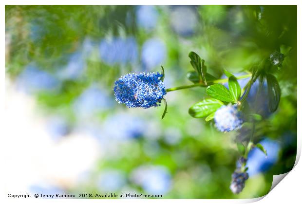 Blue Blossom of Ceanothus Concha in Spring Print by Jenny Rainbow