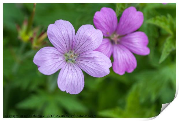 Purple Flowers of Wild Geranium Maculatum  Close U Print by Jenny Rainbow