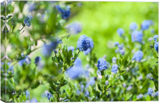 Blue Blossom of Ceanothus Concha in Spring Garden Canvas Print by Jenny Rainbow