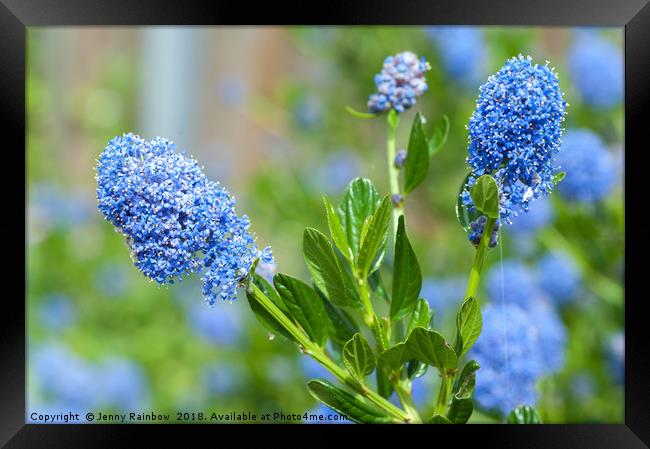 Blue Blossom of Ceanothus Concha Branch Close Up Framed Print by Jenny Rainbow