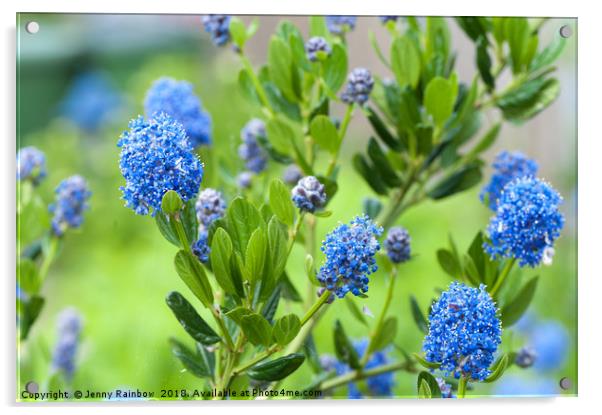 Blue Blossom of Ceanothus Concha Branch Close Up Acrylic by Jenny Rainbow