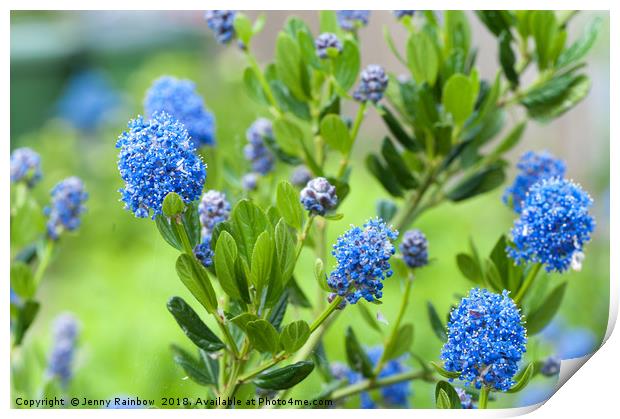 Blue Blossom of Ceanothus Concha Branch Close Up Print by Jenny Rainbow