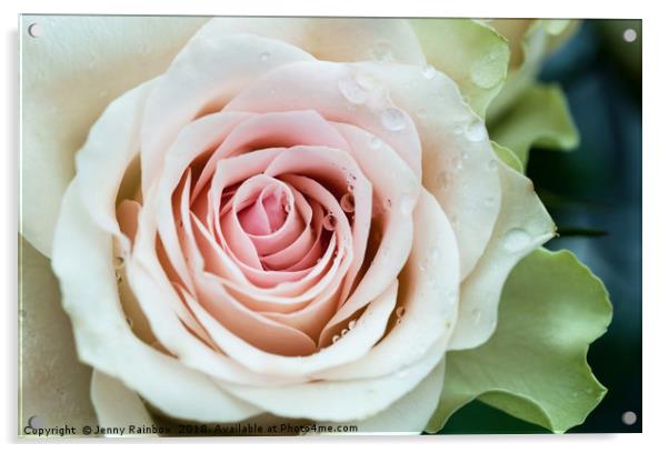 Morning Glory. Series From Rose Garden Acrylic by Jenny Rainbow
