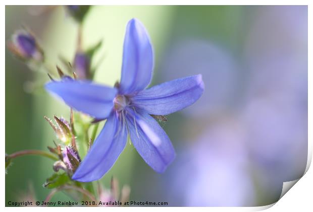 Campanula blue waterfall close up  with mint green Print by Jenny Rainbow