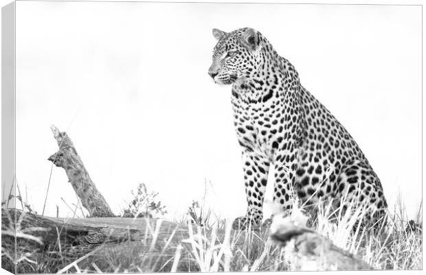 Light leopard Canvas Print by Villiers Steyn