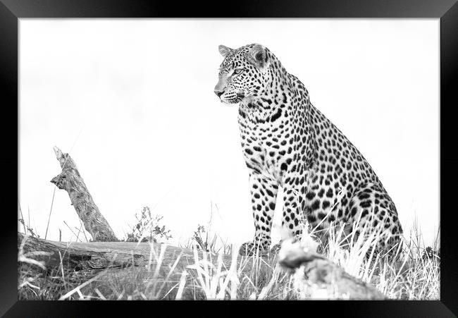 Light leopard Framed Print by Villiers Steyn