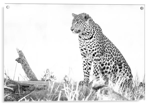 Light leopard Acrylic by Villiers Steyn