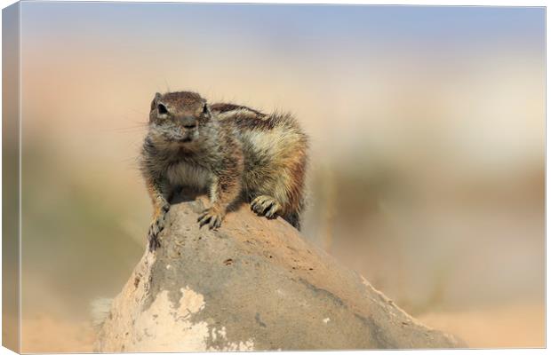 Barbary ground squirrel (atlantoxerus getulus) on  Canvas Print by chris smith