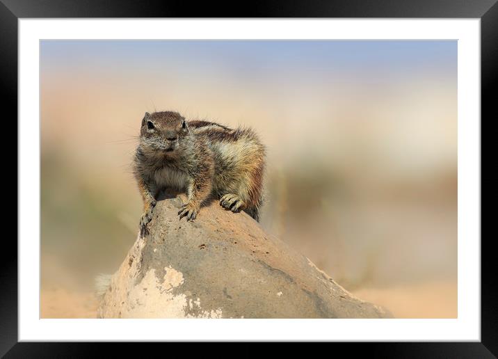 Barbary ground squirrel (atlantoxerus getulus) on  Framed Mounted Print by chris smith