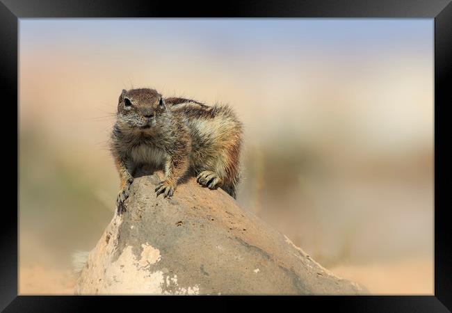 Barbary ground squirrel (atlantoxerus getulus) on  Framed Print by chris smith