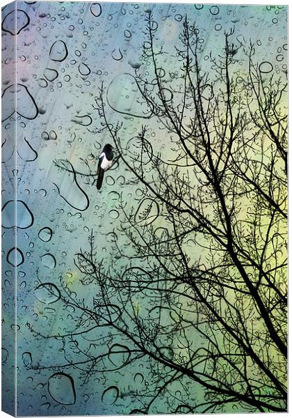 One for Sorrow Canvas Print by John Edwards