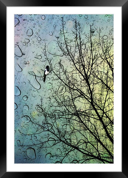 One for Sorrow Framed Mounted Print by John Edwards