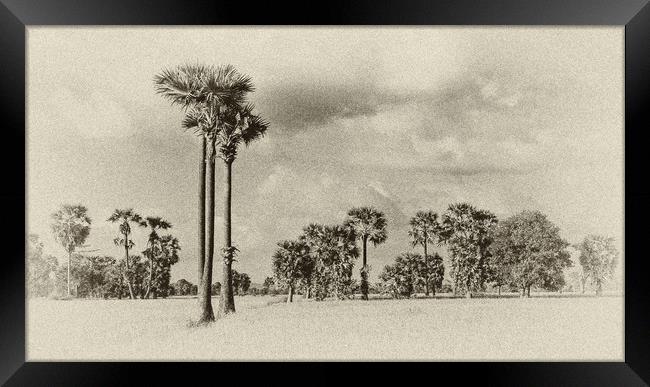 Palm trees in Cambodia Framed Print by Genevieve HUI BON HOA