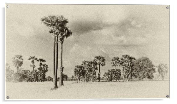 Palm trees in Cambodia Acrylic by Genevieve HUI BON HOA