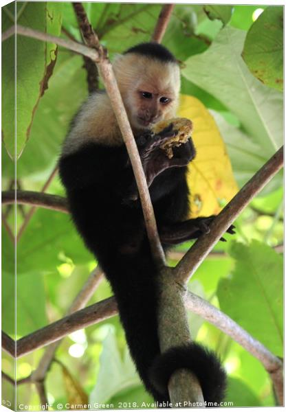 White-headed Capuchin Monkey, Costa Rica Canvas Print by Carmen Green