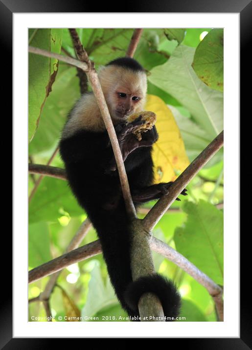 White-headed Capuchin Monkey, Costa Rica Framed Mounted Print by Carmen Green