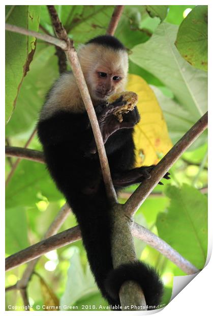 White-headed Capuchin Monkey, Costa Rica Print by Carmen Green