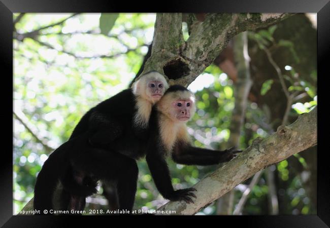 White-headed Capuchin Monkey, Costa Rica Framed Print by Carmen Green