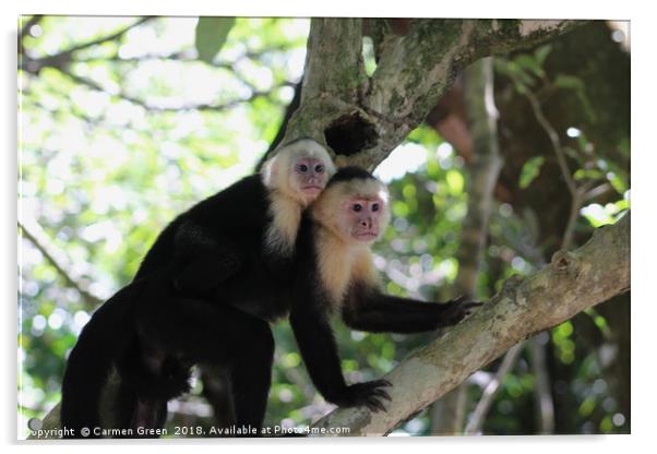 White-headed Capuchin Monkey, Costa Rica Acrylic by Carmen Green