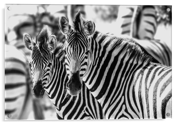 Zebras Acrylic by Genevieve HUI BON HOA