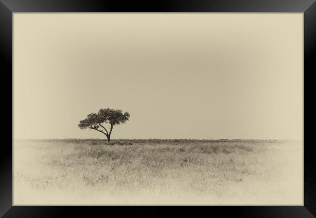 Isolated tree Framed Print by Genevieve HUI BON HOA