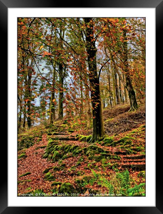 "Autumn trees on a lakeland hillside" Framed Mounted Print by ROS RIDLEY