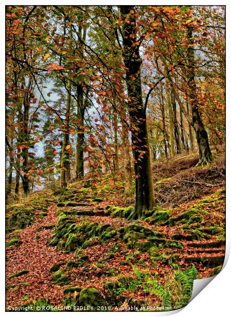 "Autumn trees on a lakeland hillside" Print by ROS RIDLEY
