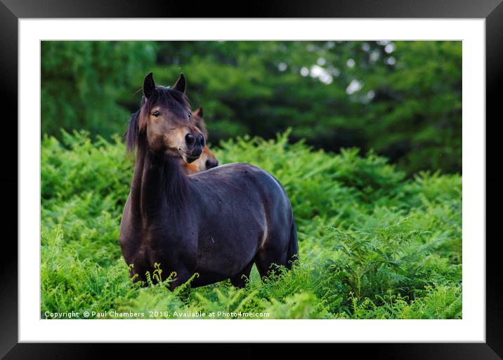 New forest Pony Framed Mounted Print by Paul Chambers